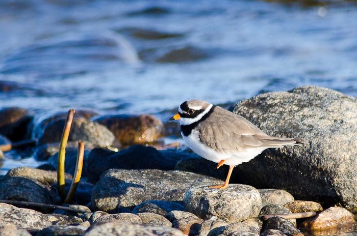 Större strandpipare_1